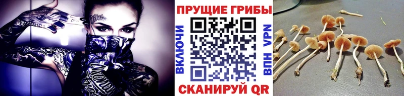 где купить   OMG вход  Псилоцибиновые грибы Psilocybe  Маркс 